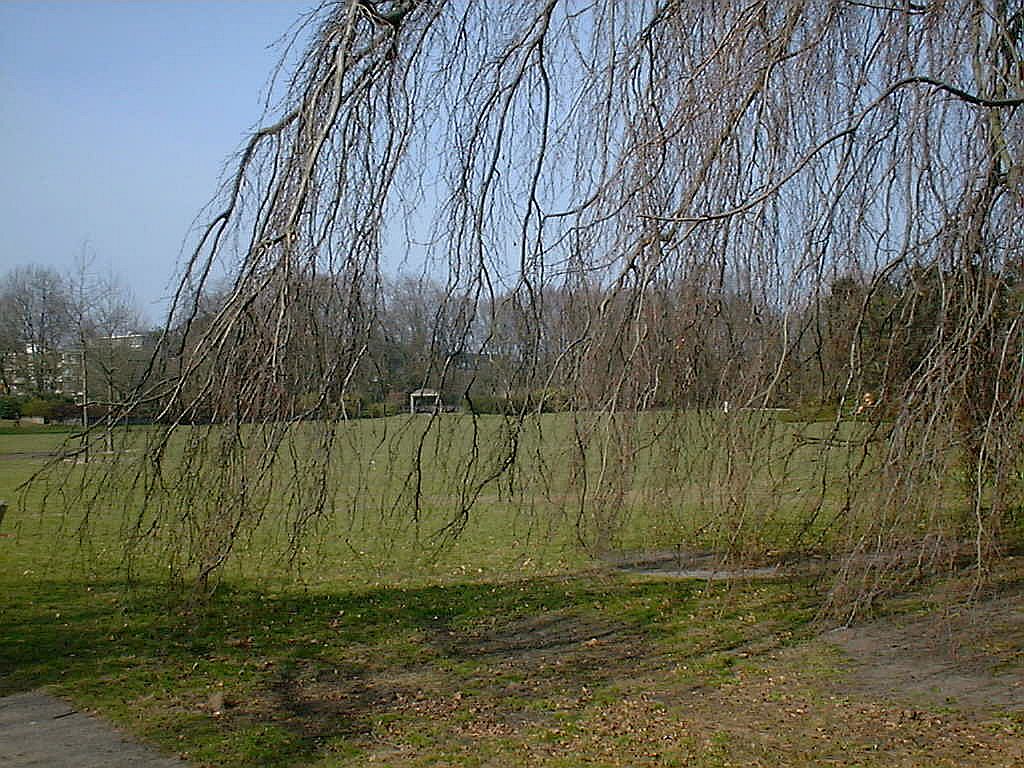 Grote speelweide - Amsterdam