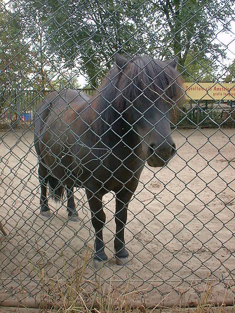 Ponies - Amsterdam