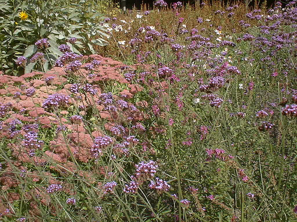 Bomen, Bloemen en Planten - Amsterdam