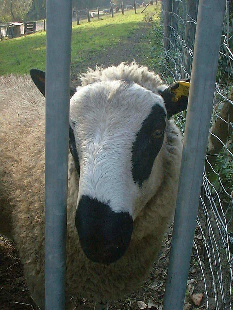 Kinderboerderij - Amsterdam