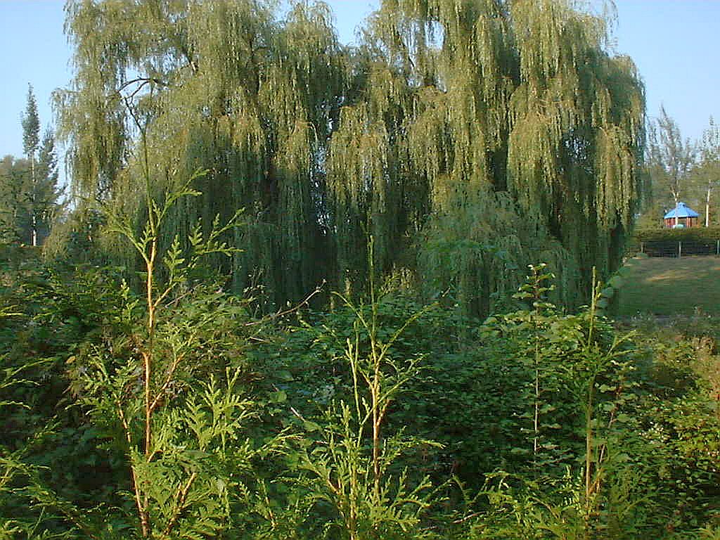 Bomen, Bloemen en Planten - Amsterdam