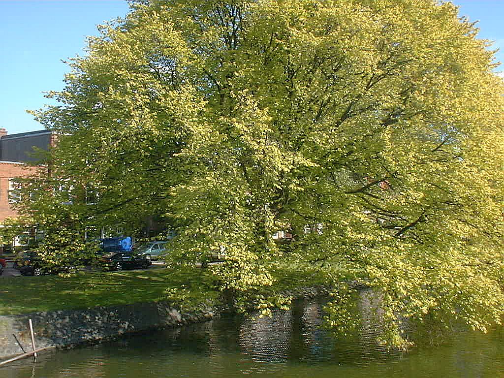 Reijnier Vinkeleskade - Amsterdam