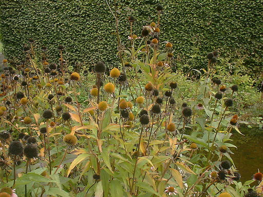 Bomen, Bloemen en Planten - Amsterdam