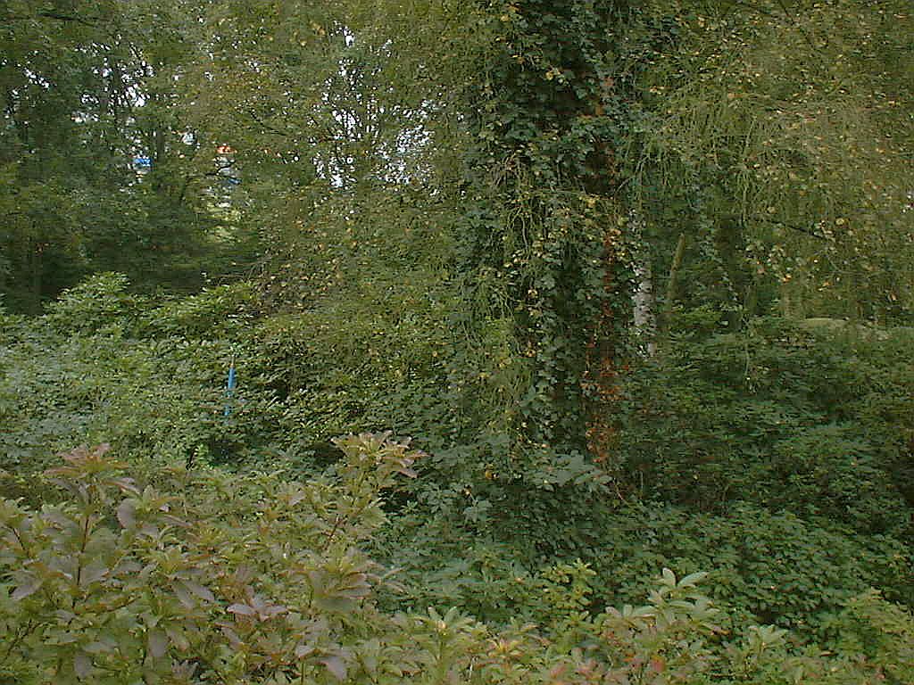 Rhododendronvallei - Amsterdam