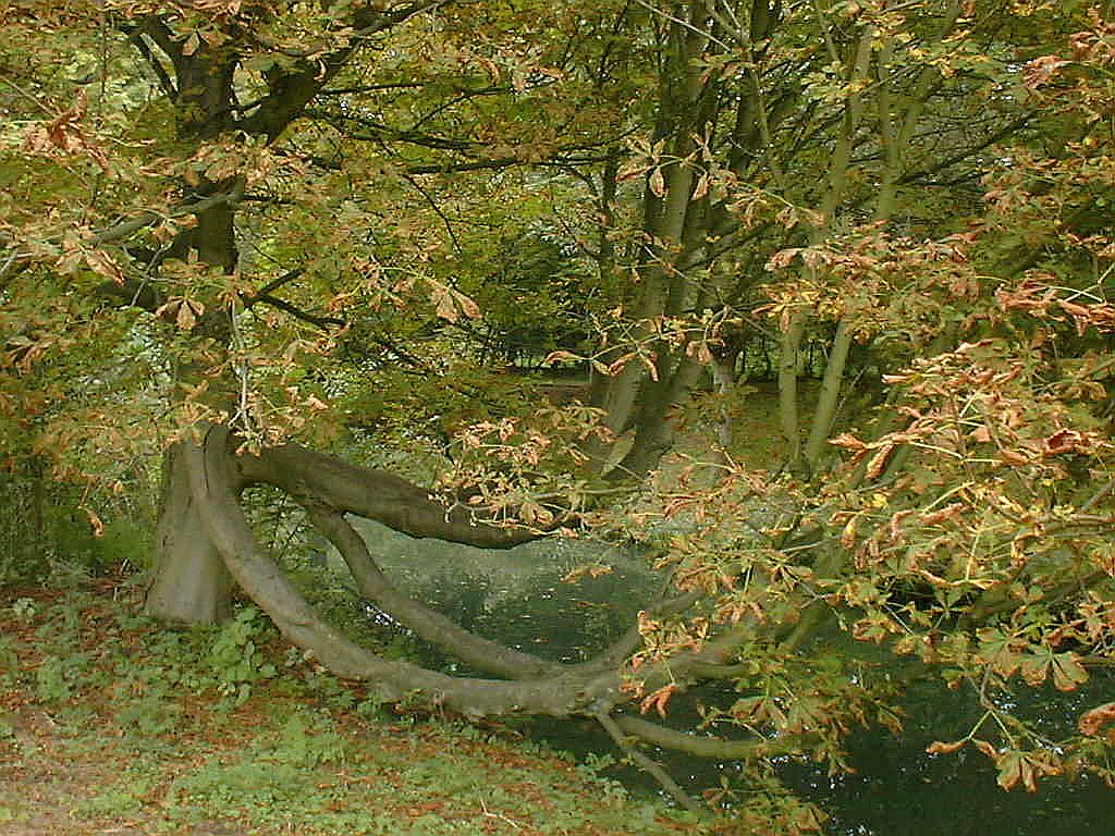 Bomen, Bloemen en Planten - Amsterdam