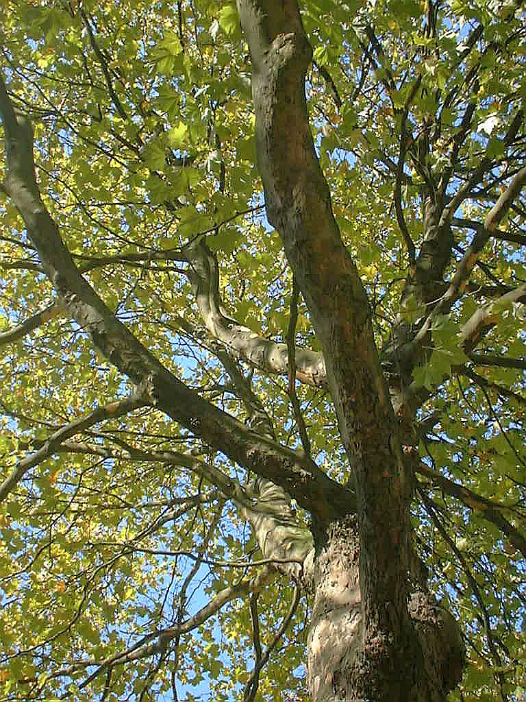 Apollolaan - Amsterdam