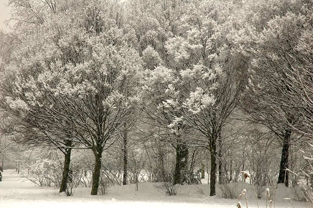 Bomen en Planten - Amsterdam