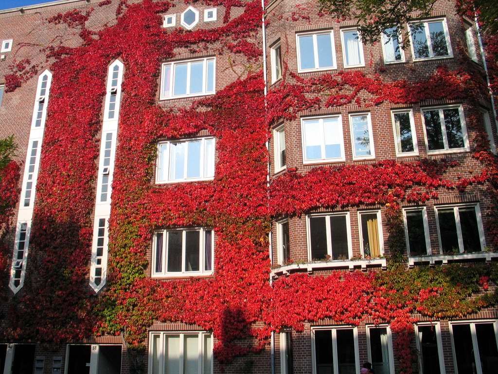 Gerard Terborgstraat - Amsterdam