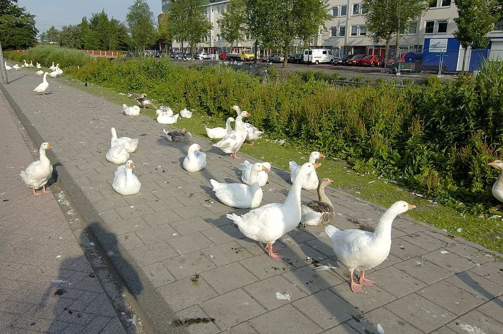 Oosterringdijk - Amsterdam