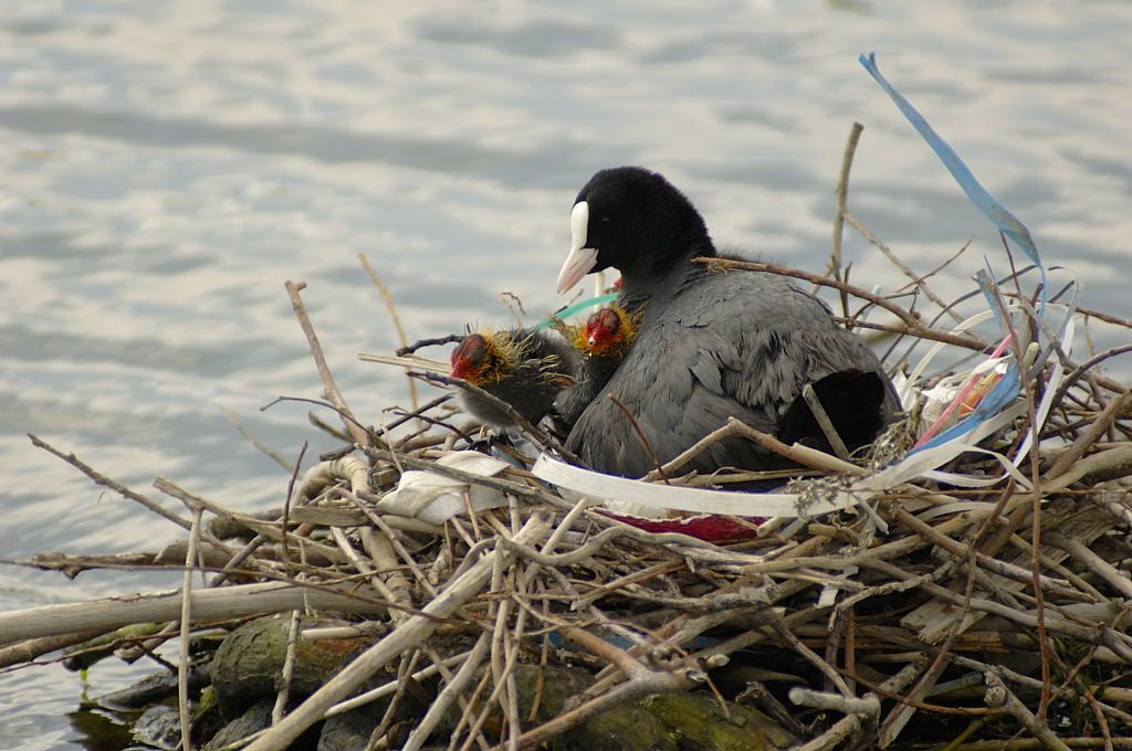 Stenen Hoofd - Amsterdam