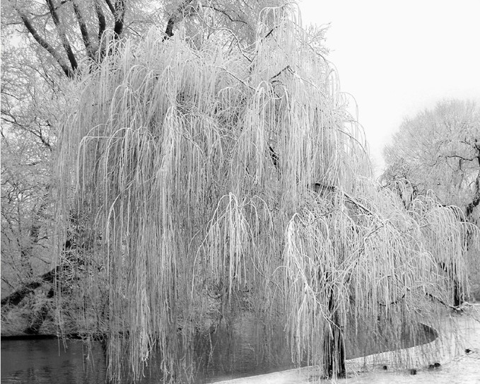 Westerpark - Amsterdam