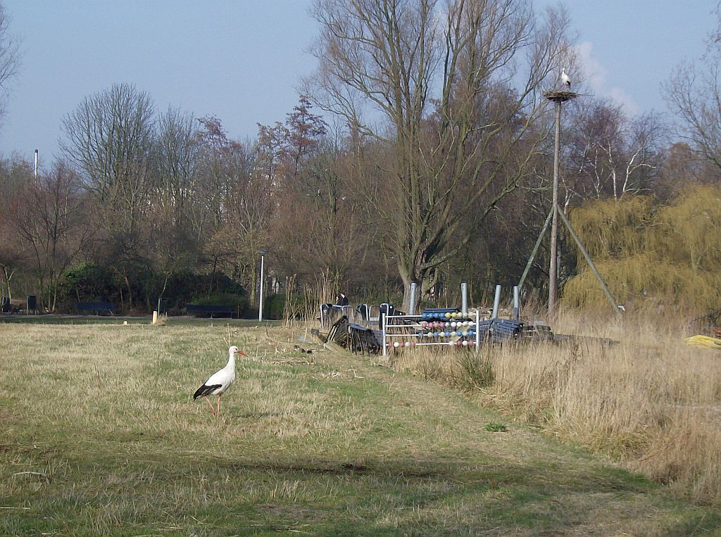 Schapenweide - Ooievaars - Amsterdam