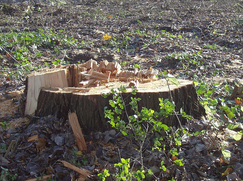 Beethoven Cluster - Bouwrijp maken - Amsterdam