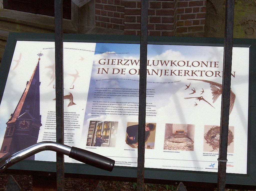 Oranjekerk - Gierzwaluwkolonie - Amsterdam