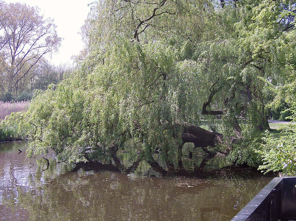 Noordlus - Amsterdam