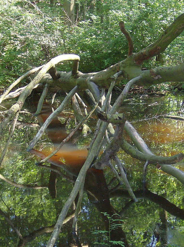 Klimpark Fun Forest - Amsterdam