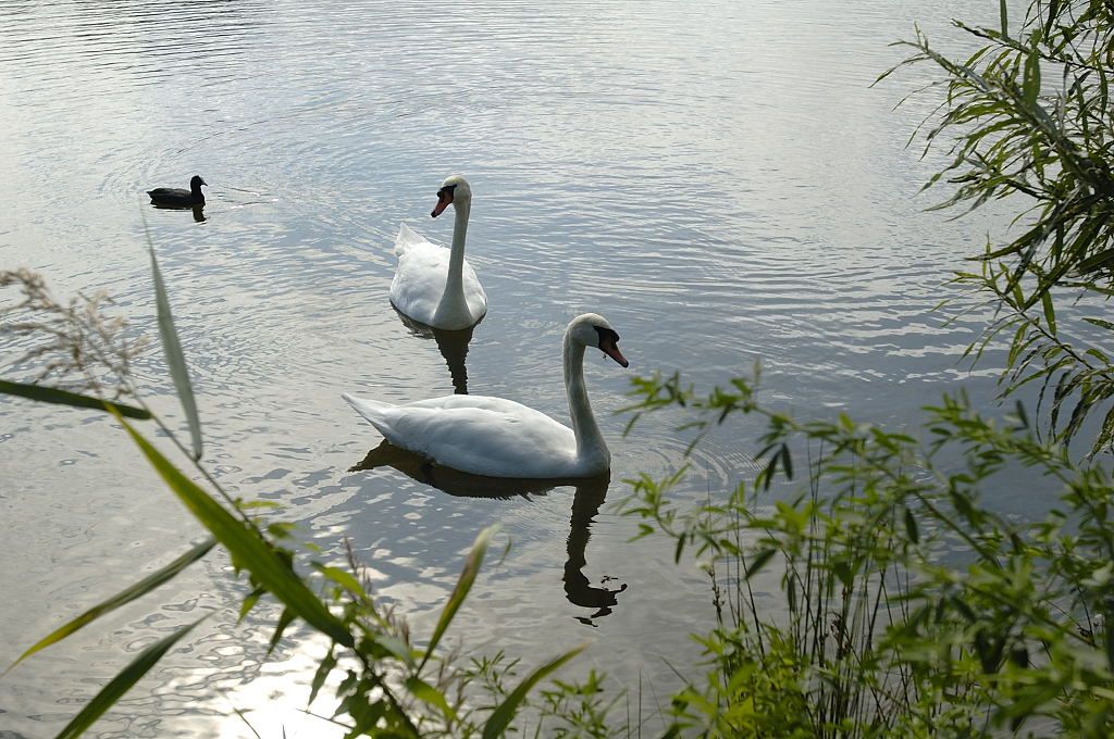 Gaasperplas - Knobbelzwanen - Amsterdam