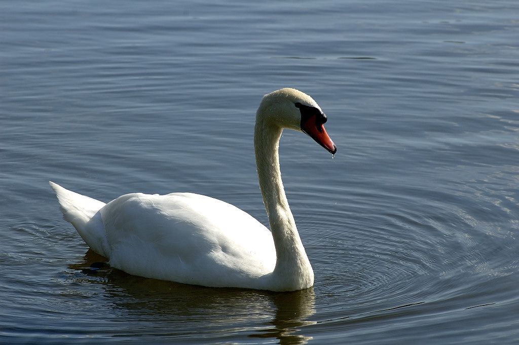 Gaasperplas - Knobbelzwanen - Amsterdam