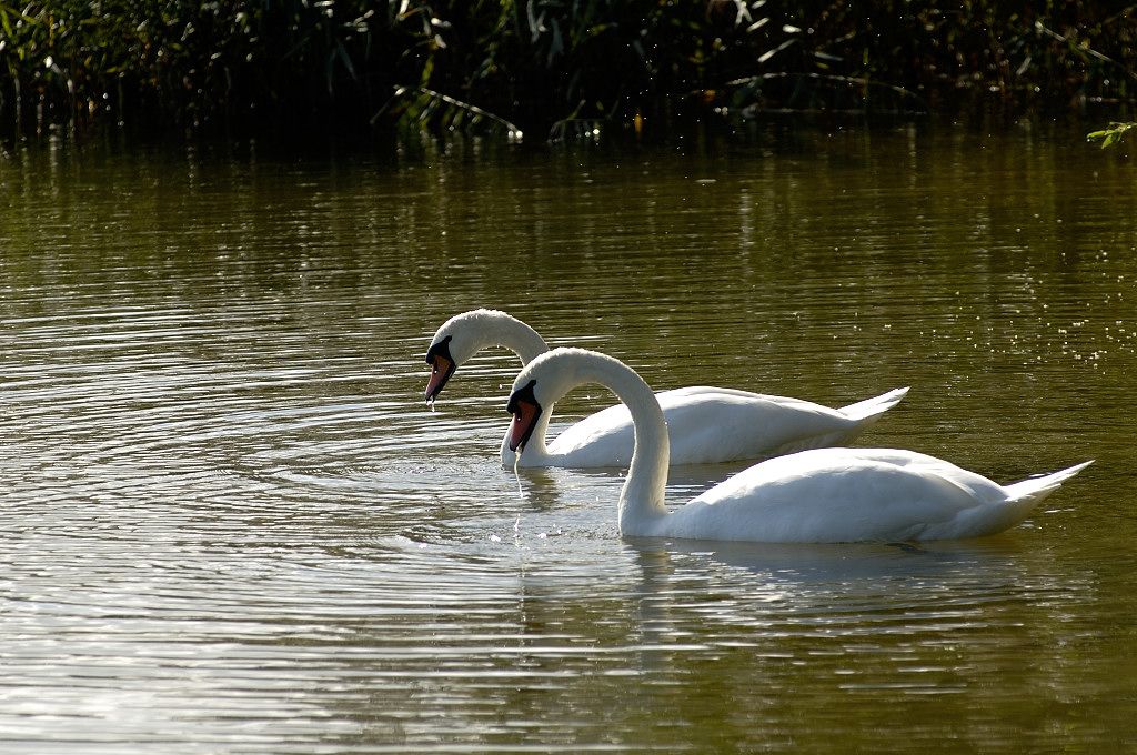 Gaasperplas - Knobbelzwanen - Amsterdam