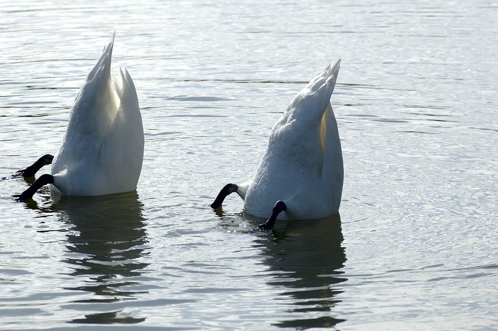 Gaasperplas - Knobbelzwanen - Amsterdam