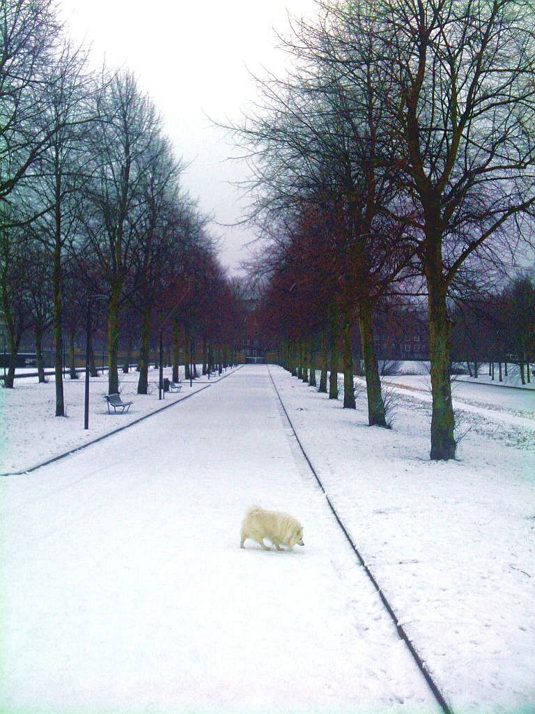 Erasmuspark - Amsterdam