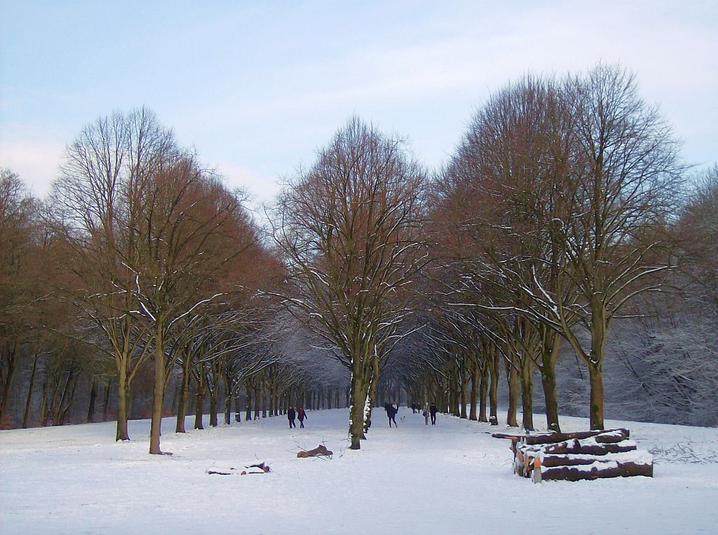 Lindenlaan naar de ringen - Amsterdam