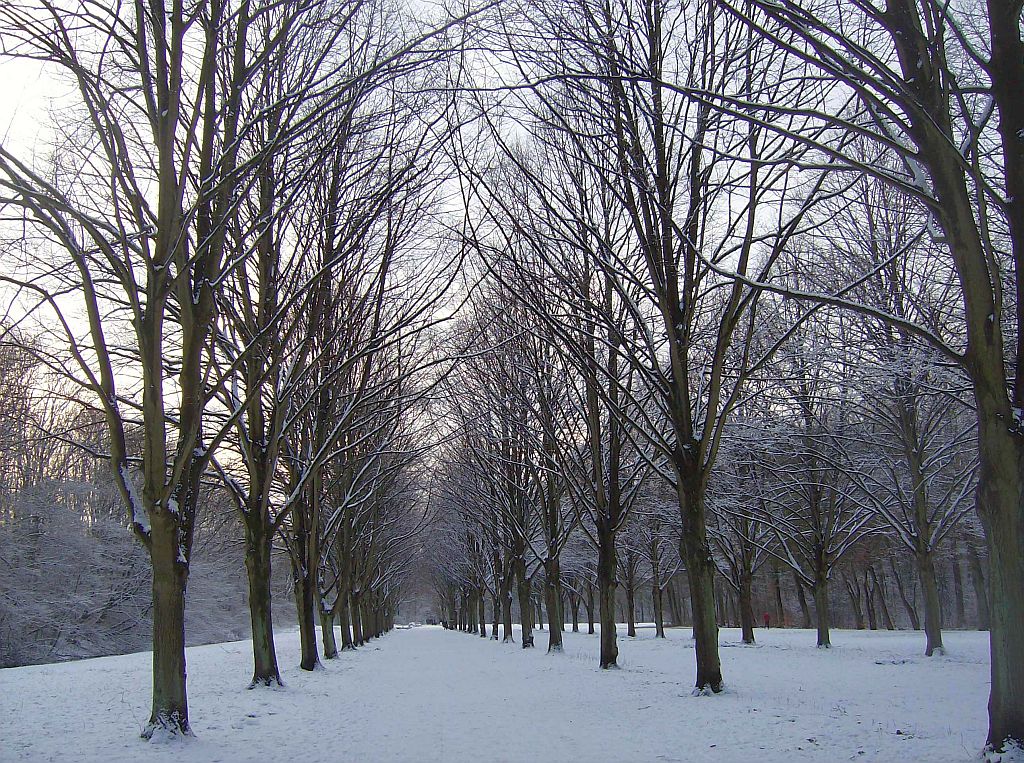 Lindenlaan naar de ringen - Amsterdam
