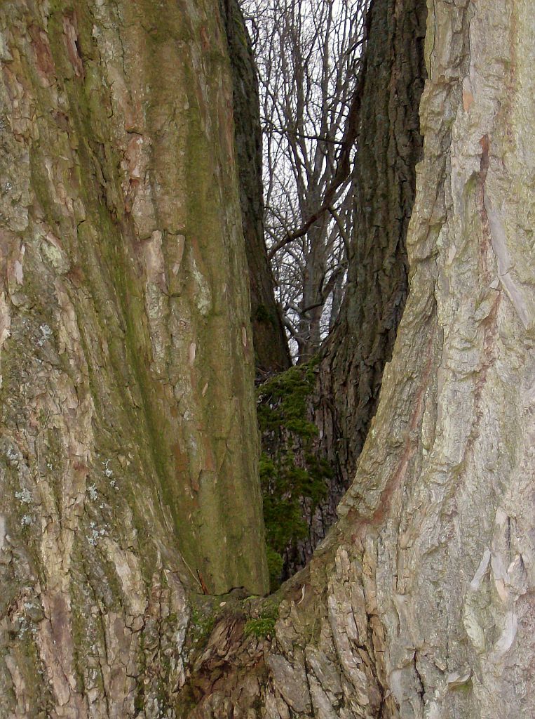 Veenpaadje tussen Brug 530 en Brug 531 - Amsterdam