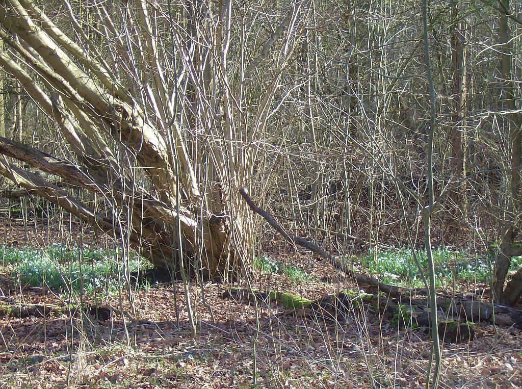 Pad tussen Brug 527 en Brug 551 - Amsterdam