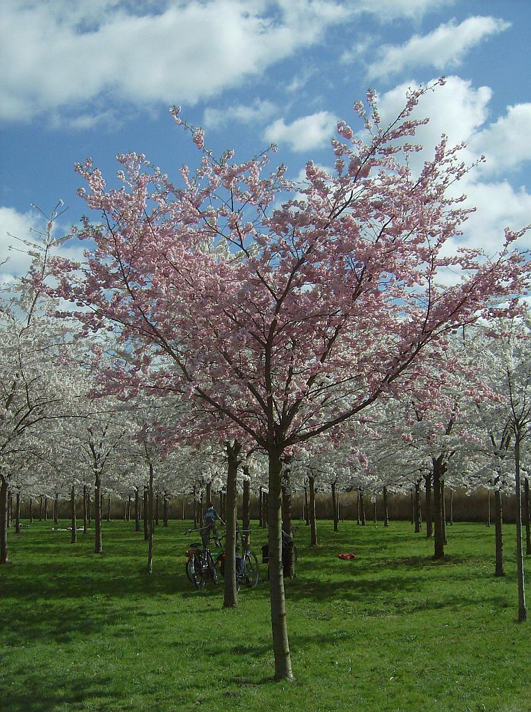 Bloesempark - Amsterdam