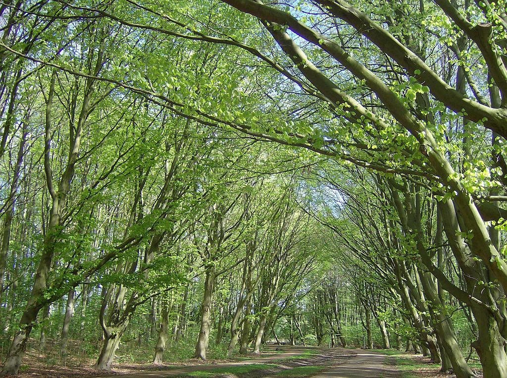 Pad tussen Brug 565 en het Bloesempark - Amsterdam
