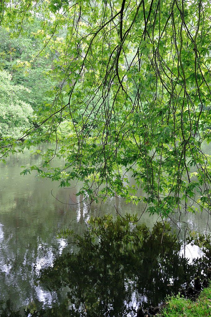 Bomen en Planten - Amsterdam