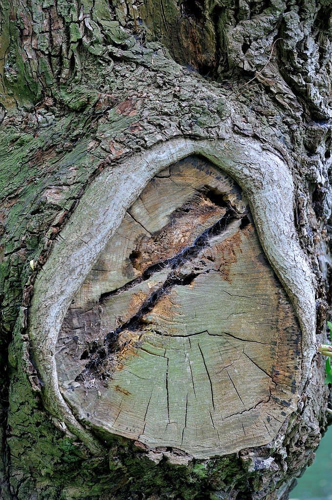 Bomen en Planten - Amsterdam