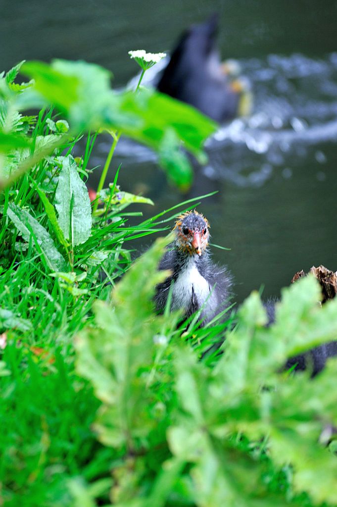 Meerkoeten - Amsterdam