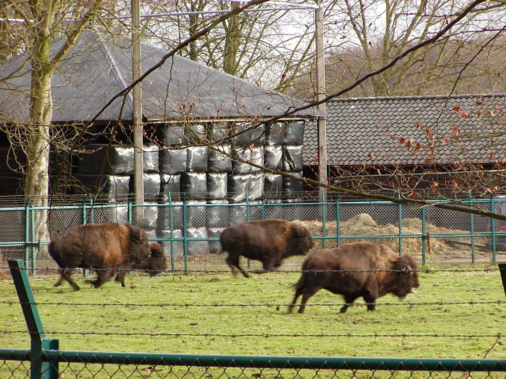 Bisonweide - Amsterdam