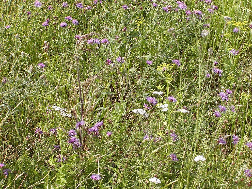 Bloemen en Planten - Amsterdam