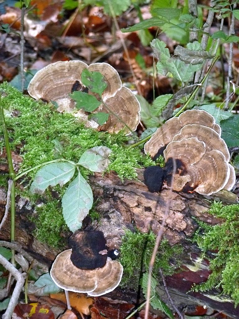 Paddestoelen - Amsterdam