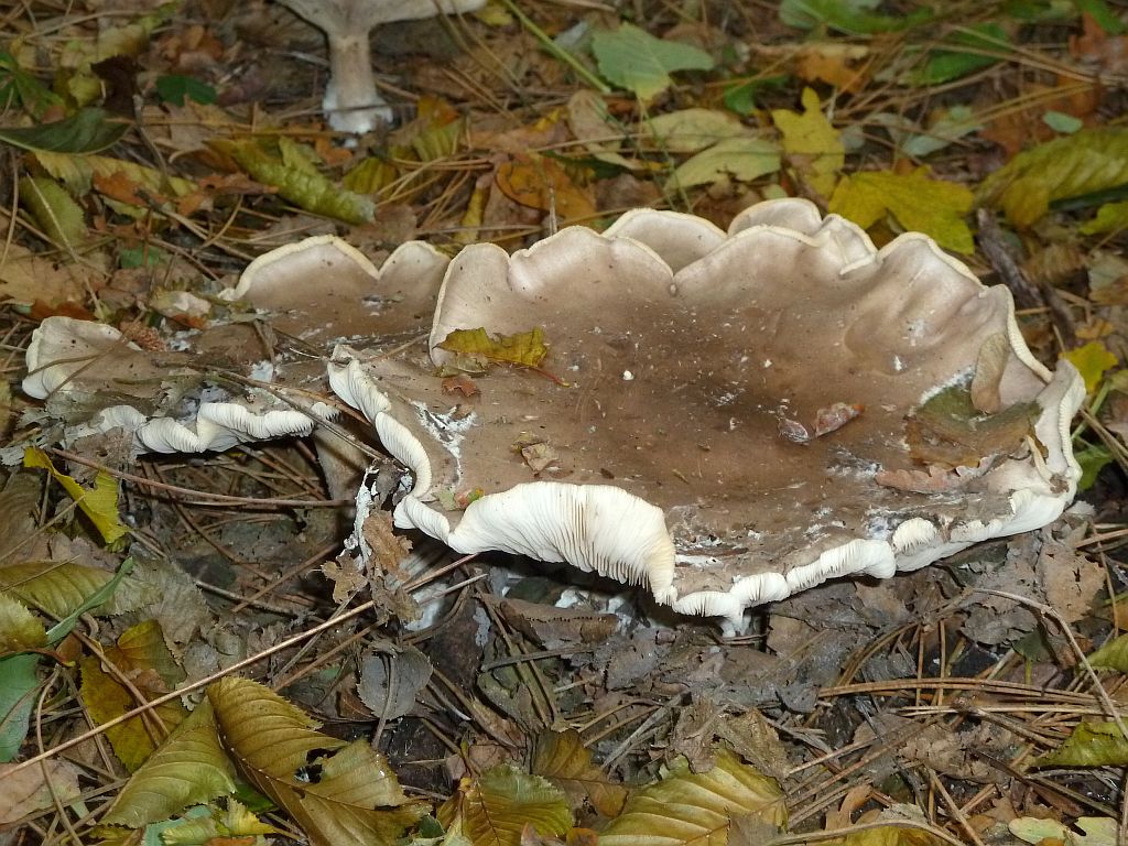 Paddestoelen - Amsterdam