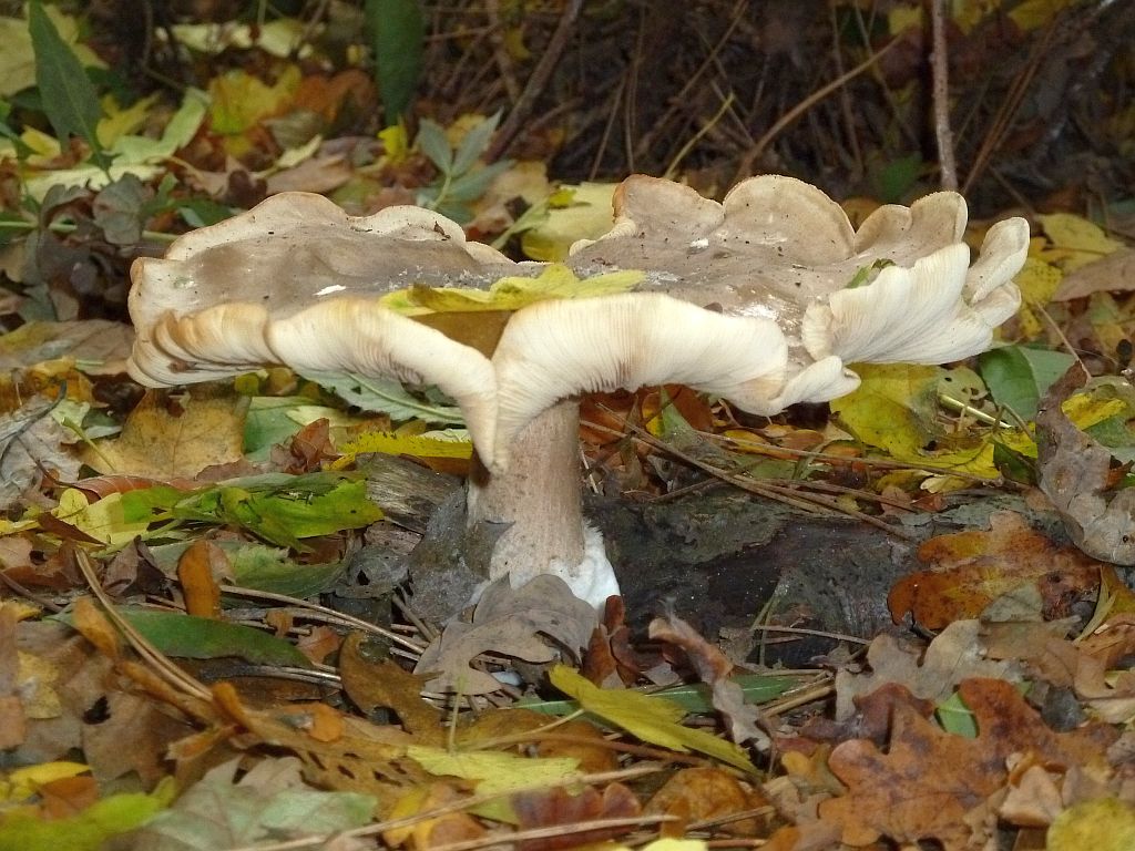 Paddestoelen - Amsterdam