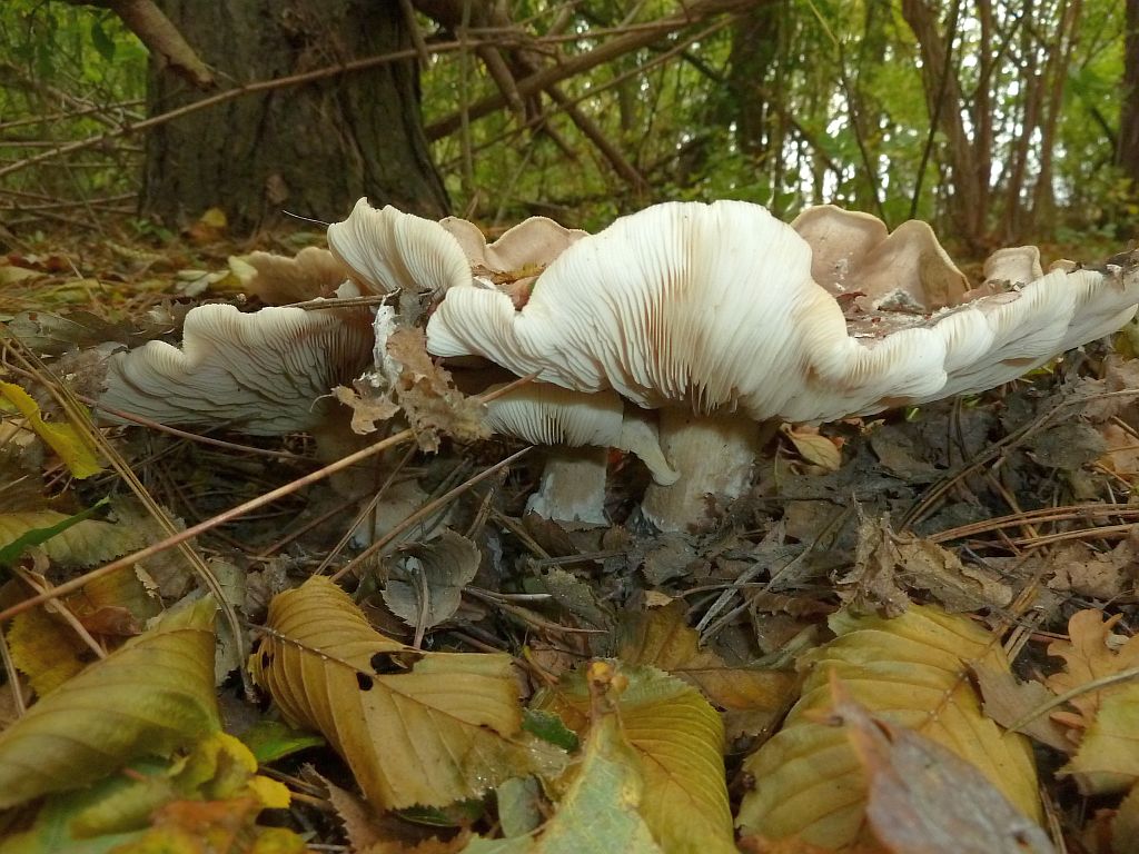 Paddestoelen - Amsterdam