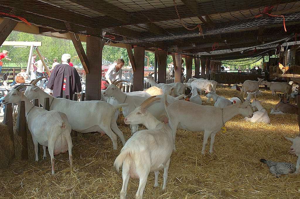 Geitenboerderij Ridammerhoeve - Amsterdam