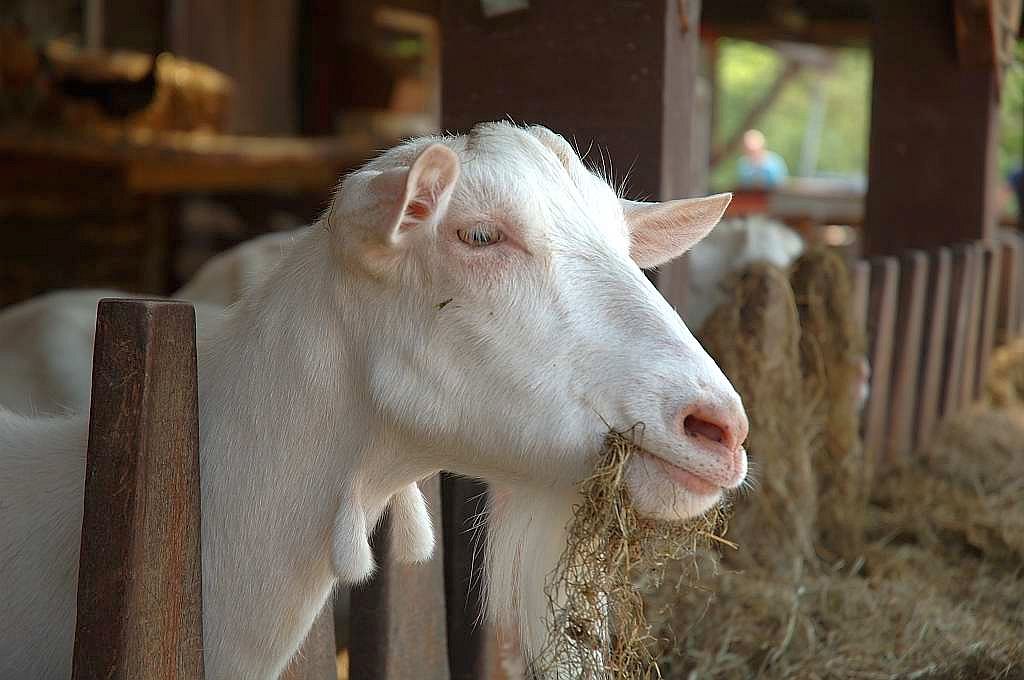 Geitenboerderij Ridammerhoeve - Amsterdam