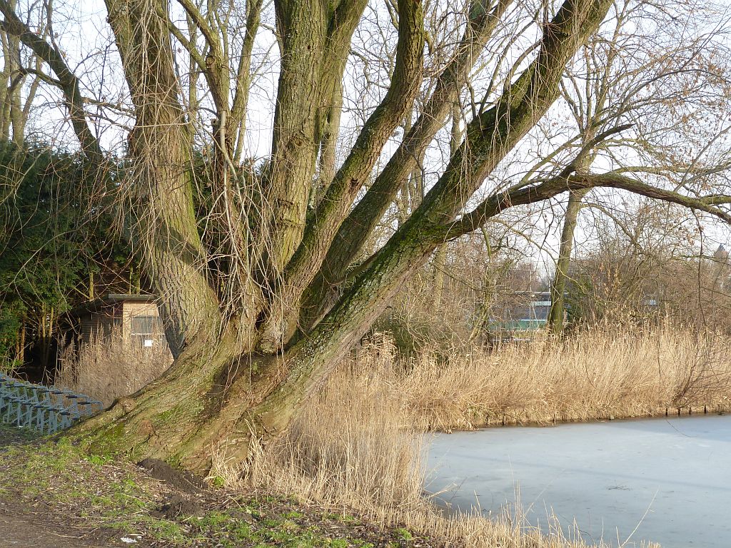 Sportpark Nieuwe Kalfjeslaan - Amsterdam