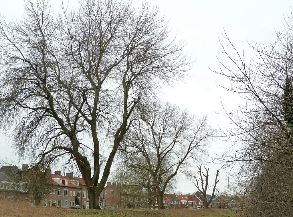 De Bomen op de Dijk - Amsterdam