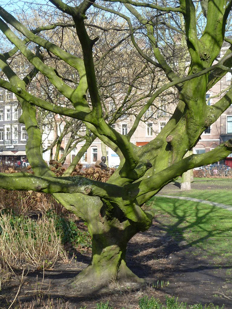 Eerste Weteringplantsoen - Amsterdam