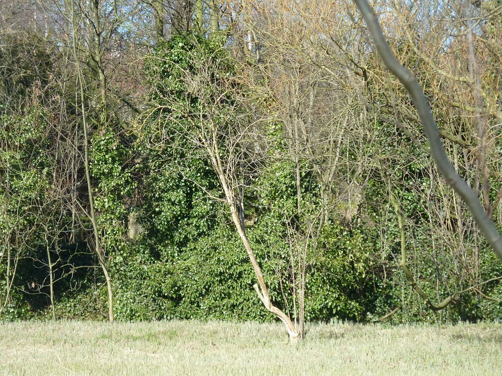 Begraafplaats Huis Te Vraag - Amsterdam