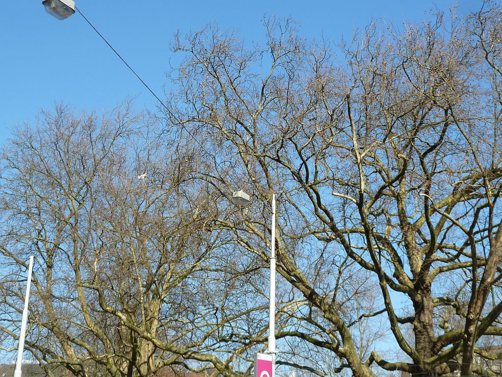 Leidsebosjes - Amsterdam