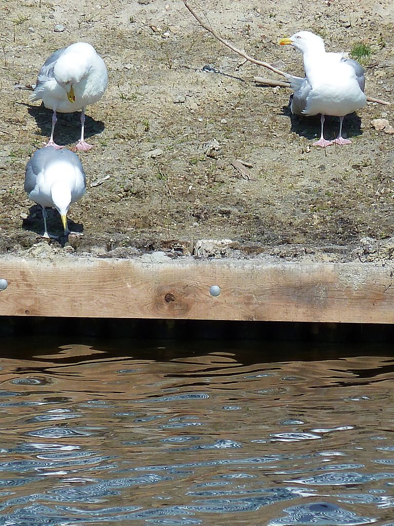 De Boelegracht - Amsterdam