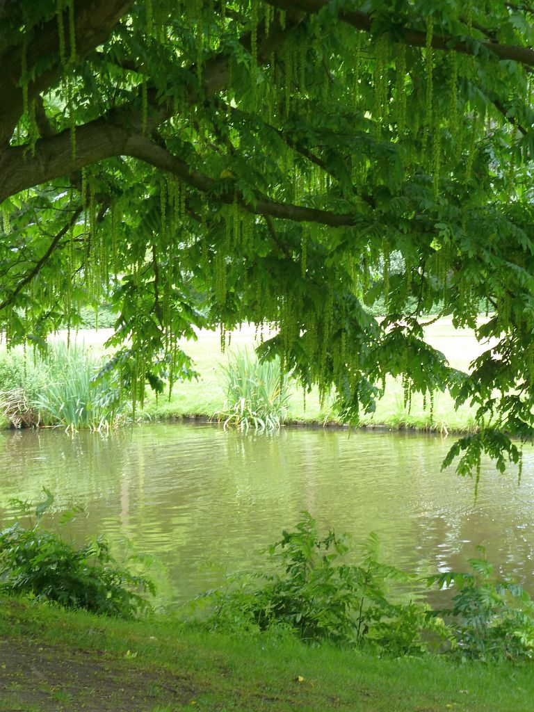 Bomen en Planten - Amsterdam