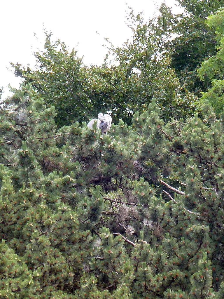 Blauwe Reiger Kolonie - Amsterdam